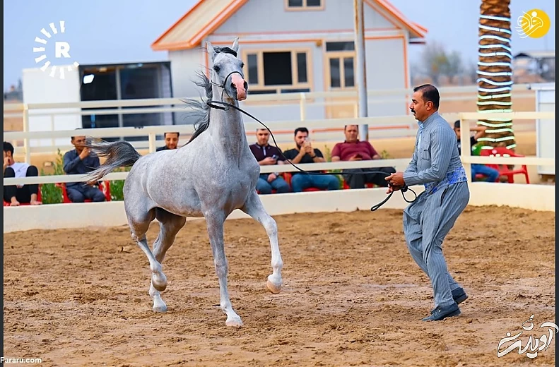 (تصاویر) نمایش اسبهای اصیل عرب در کردستان عراق
